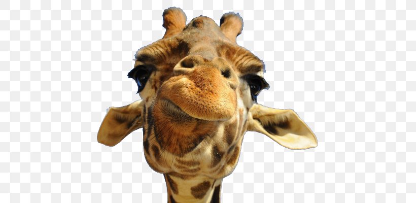 Giraffe Ossicone Ruminant Even-toed Ungulate Wallpaper, PNG, 640x400px, 4k Resolution, Giraffe, Animal, Camelopardalis, Eventoed Ungulate Download Free