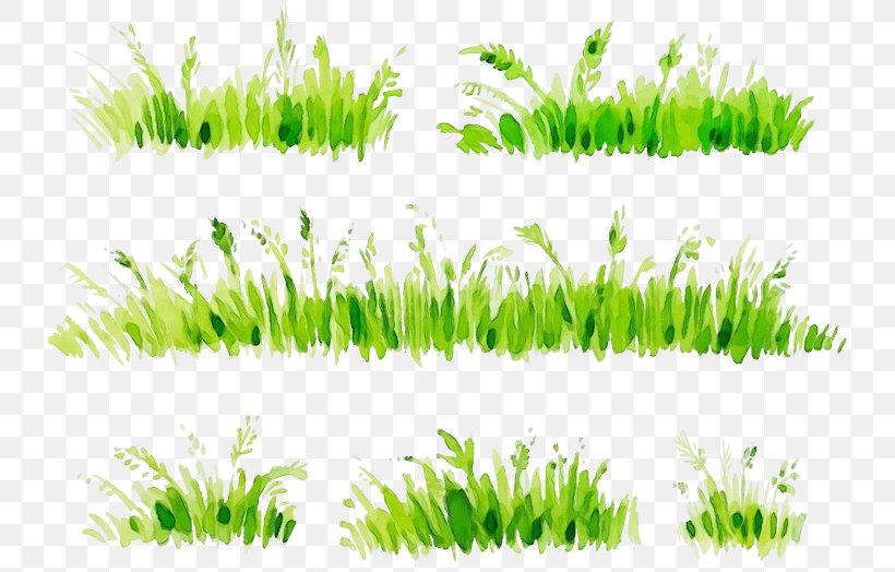 Green Grass Vegetation Plant Grass Family, PNG, 732x524px, Watercolor, Grass, Grass Family, Green, Paint Download Free