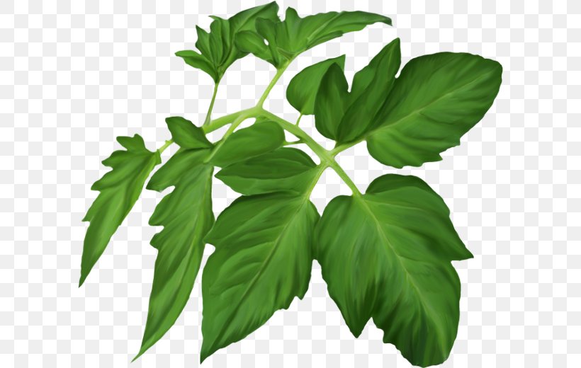 Herbaceous Plant Leaf Clip Art, PNG, 600x520px, Herb, Herbaceous Plant, Herbalism, Leaf, Plant Download Free