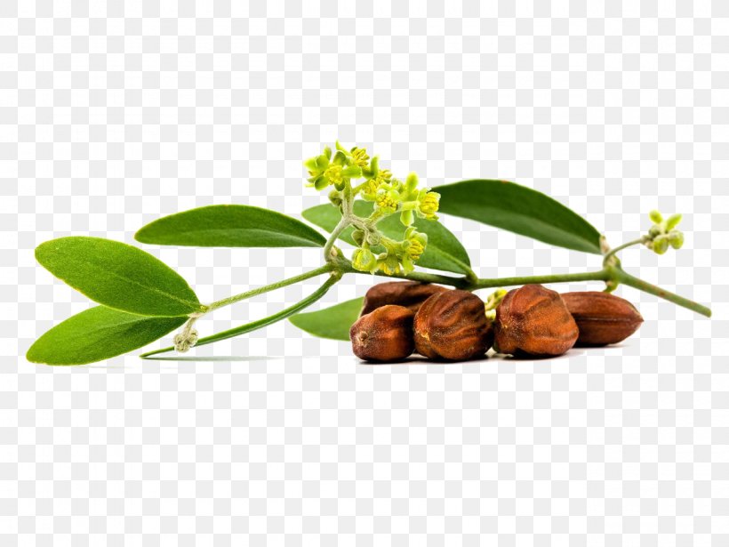 Jojoba Oil Extraction, PNG, 1280x960px, Jojoba, Carrier Oil, Carrot Seed Oil, Cleanser, Common Sunflower Download Free