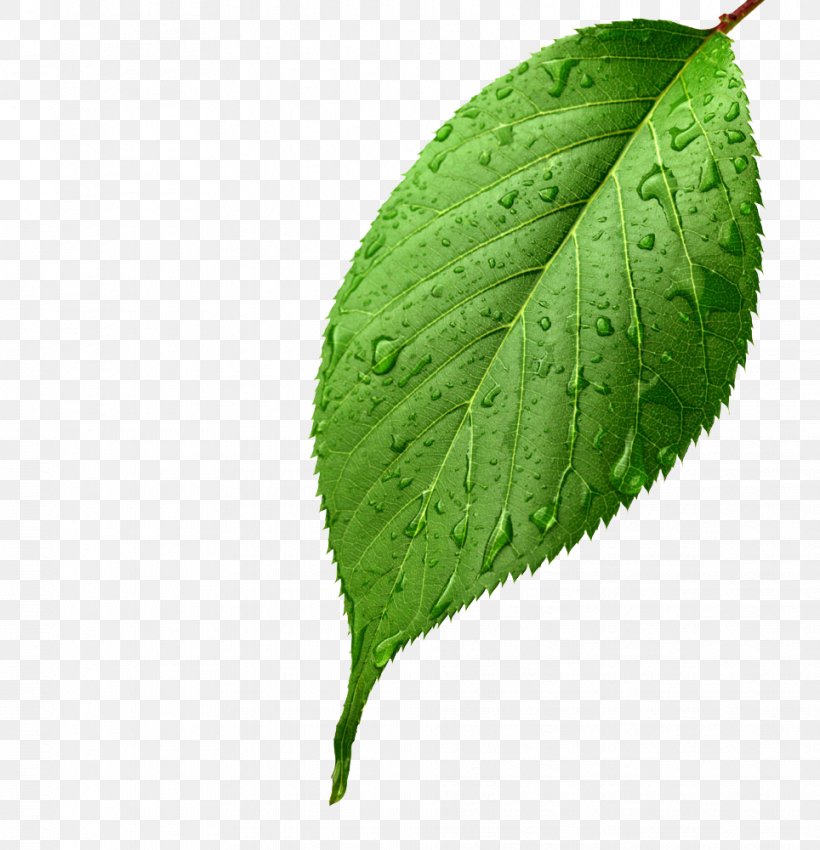 Light Leaf Green Drop Dew, PNG, 964x1000px, Light, Blossom, Color, Dew, Drop Download Free
