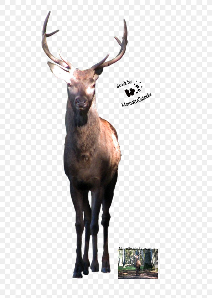 Elk Reindeer, PNG, 692x1153px, Elk, Animal, Antler, Deer, Fauna Download Free