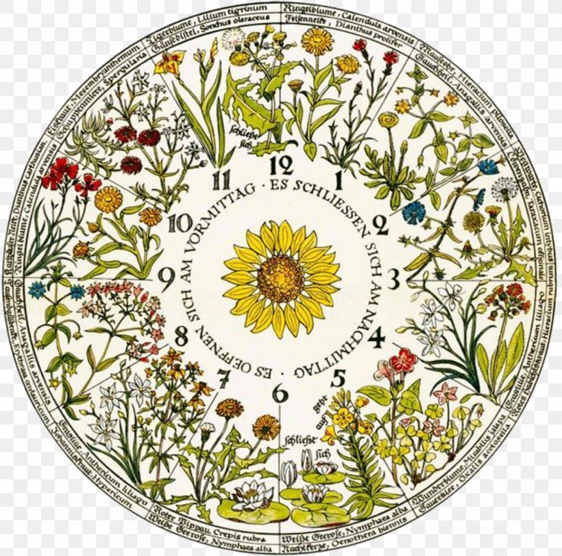 Floral Clock Linnaeus' Flower Clock Chronobiology, PNG, 1012x1003px, Floral Clock, Biologist, Botanist, Botany, Carl Linnaeus Download Free