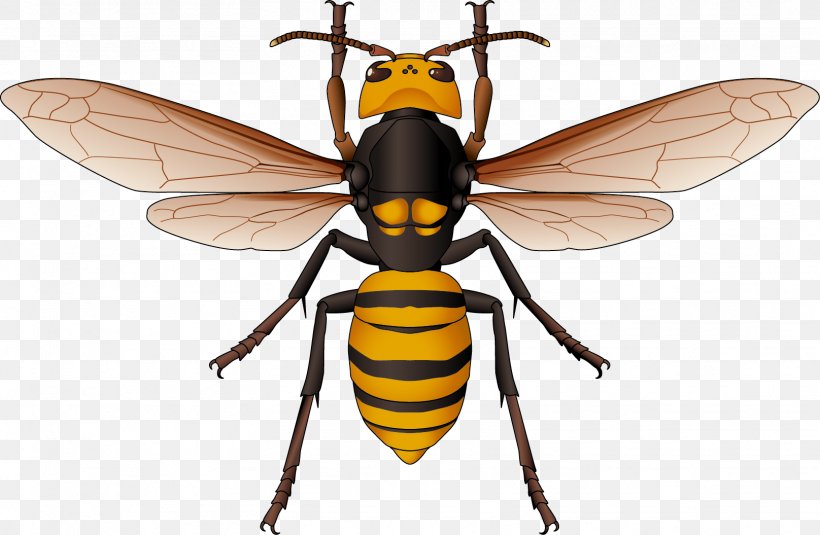 Hornet Honey Bee Vector Graphics Euclidean Vector, PNG, 1616x1055px, Hornet, Arthropod, Bee, Blister Beetles, Blowflies Download Free