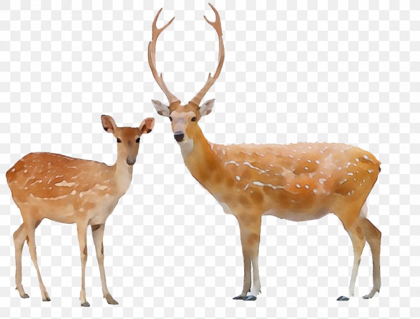 Reindeer, PNG, 987x750px, Watercolor, Antler, Deer, Elk, Fawn Download Free