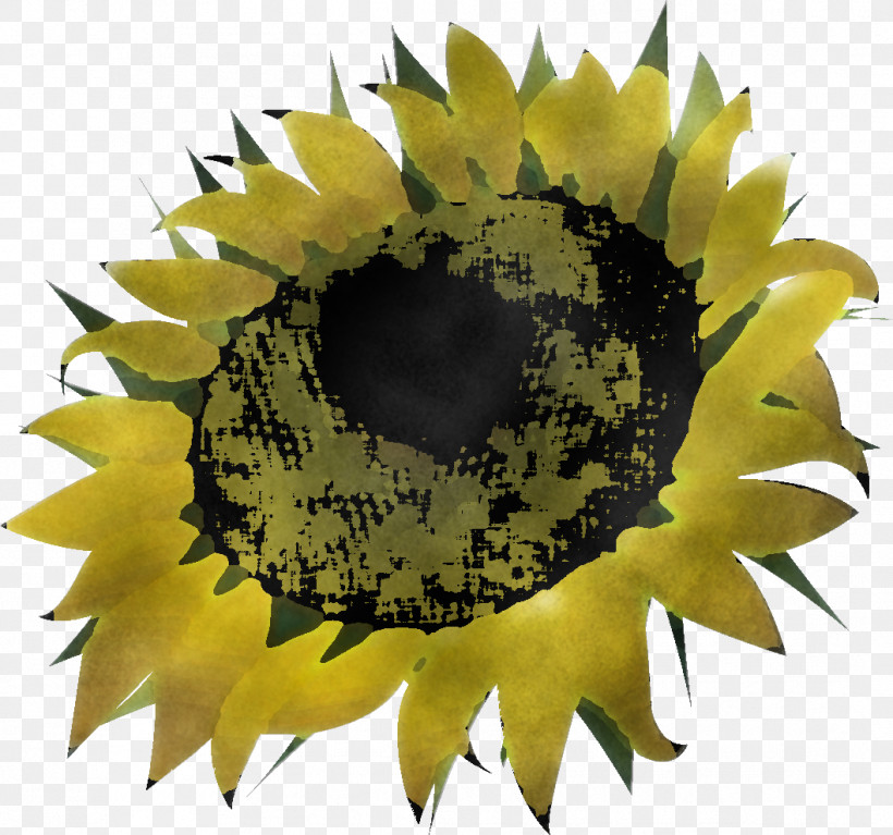 Sunflower Summer Flower, PNG, 1058x990px, Sunflower, Closeup, Summer Flower, Yellow Download Free
