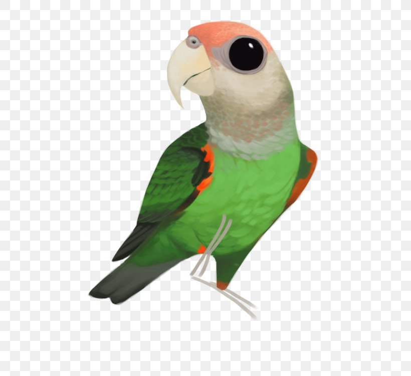 Lovebird Parakeet Feather Fauna Beak, PNG, 500x750px, Lovebird, Beak, Bird, Budgie, Fauna Download Free