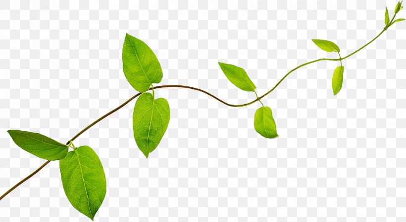Twig Plant Stem Leaf, PNG, 955x525px, Twig, Branch, Leaf, Plant, Plant Stem Download Free