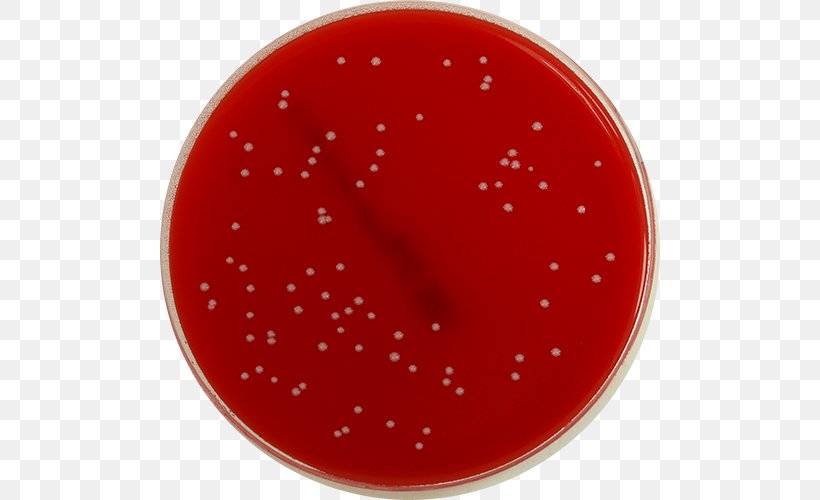 XLD Agar Agar Plate Shigella Microbiology, PNG, 500x500px, Agar, Agar Plate, Agar Sang, Bacteria, Carmine Download Free