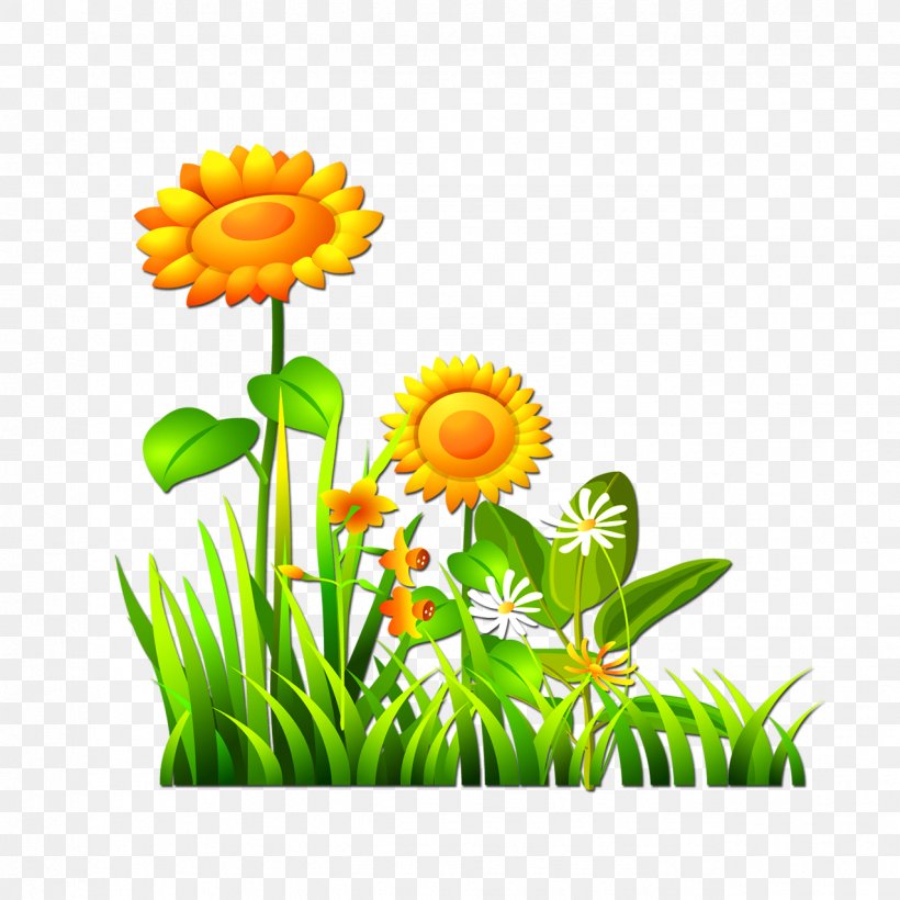 Computer File, PNG, 1276x1276px, Sunflowers, Calendula, Chrysanths, Computer Graphics, Cut Flowers Download Free