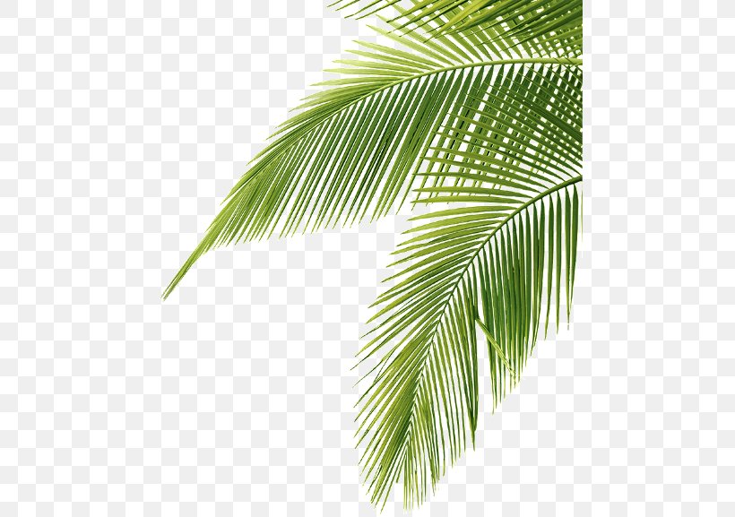 Palm Trees Clip Art Image JPEG, PNG, 480x577px, Palm Trees, Areca Palm, Arecales, Borassus Flabellifer, Coconut Download Free