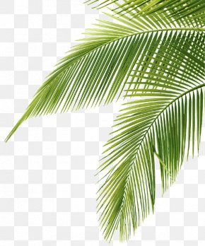 Palm Trees Leaf Clip Art Frond, PNG, 571x1080px, Palm Trees, Arecales ...