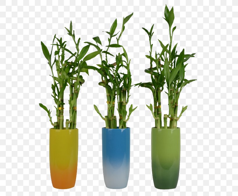Lucky Bamboo Plant Stem Flowerpot, PNG, 600x675px, Lucky Bamboo, Bamboo, Company, Dracaena, Family Download Free