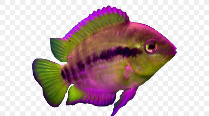 Marine Biology Aquariums Coral Reef Fish Marine Mammal, PNG, 611x458px, Marine Biology, Aquarium, Aquarium Decor, Aquariums, Biology Download Free