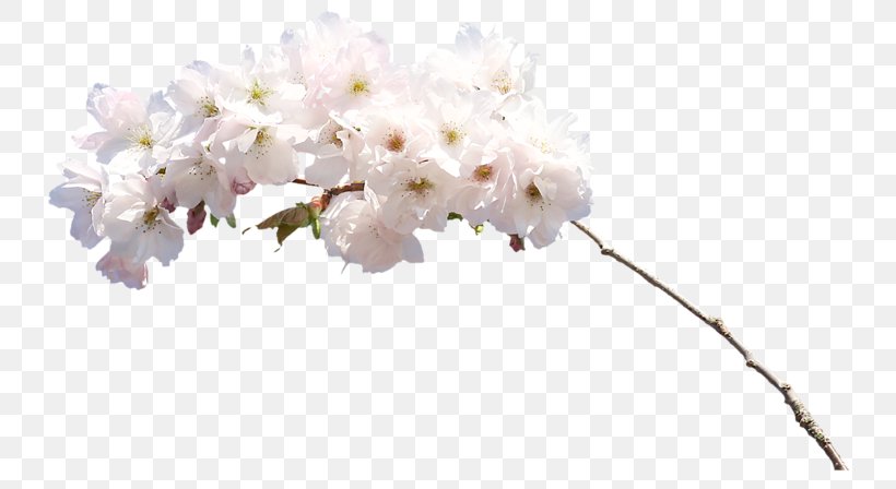 White Cut Flowers, PNG, 800x448px, White, Blossom, Body Jewelry, Branch, Cherry Blossom Download Free
