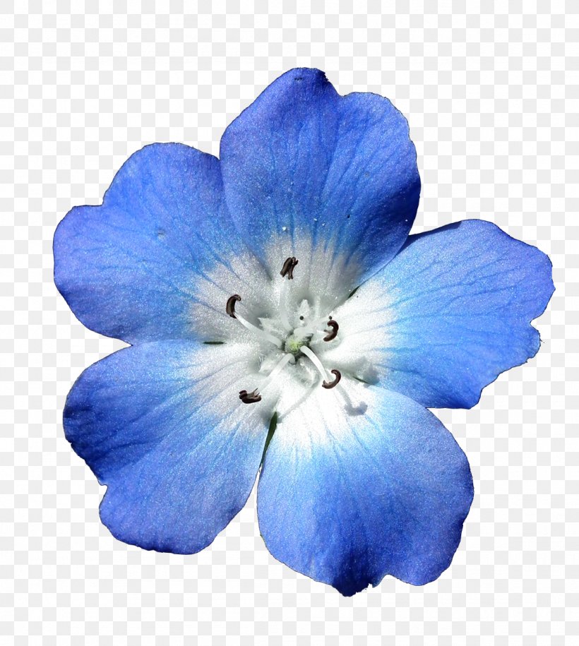 Flower Bouquet Blue White Clip Art, PNG, 1155x1289px, Flower, Blue, Bluegreen, Centerblog, Drawing Download Free