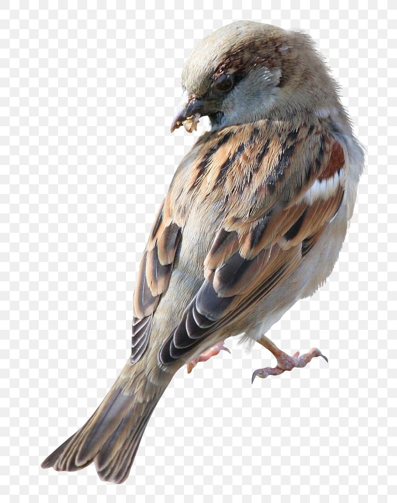 House Sparrow Bird Clip Art, PNG, 790x1037px, House Sparrow, Beak, Bird, Common Raven, Emberizidae Download Free