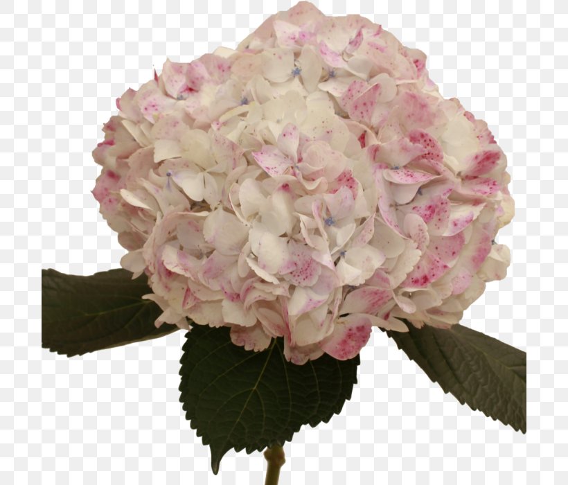 Hydrangea Cut Flowers Pink Rose, PNG, 700x700px, Hydrangea, Artificial Flower, Cornales, Cut Flowers, Floral Design Download Free