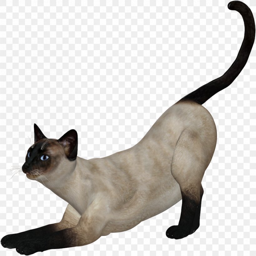 Siamese Cat Tonkinese Cat Kitten Domestic Short Haired Cat Png