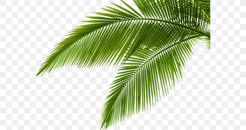Stock Photography Royalty-free, PNG, 583x435px, Stock Photography, Arecaceae, Arecales, Borassus Flabellifer, Coconut Download Free