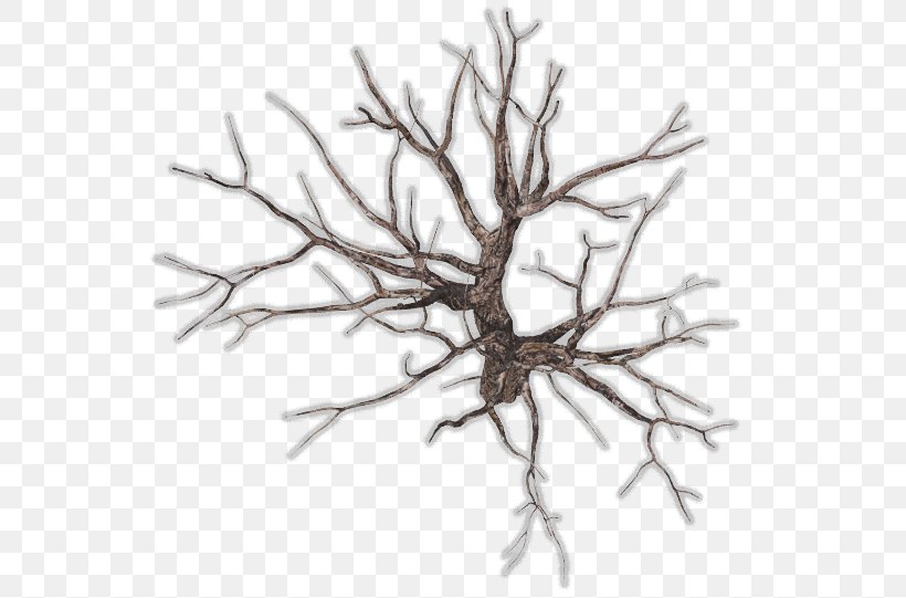 Twig Tree Branch Root Clip Art, PNG, 571x541px, Twig, Black And White, Branch, Color, Drawing Download Free