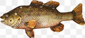 Fishes - Bony Fishes Tilapia Animal Seafood PNG
