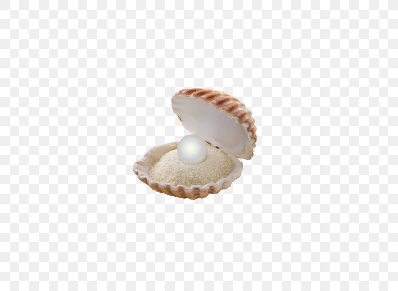 Clam Seashell Stock Photography, PNG, 600x600px, Clam, Alamy, Bivalvia, Clamshell, Conchology Download Free