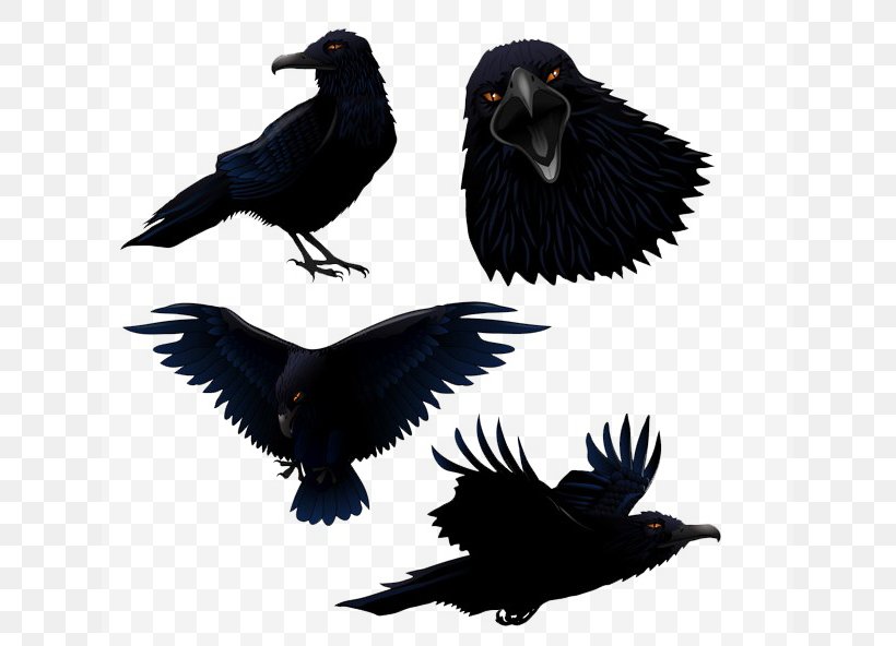 Common Raven Bird Clip Art, PNG, 633x592px, Common Raven, American Crow, Beak, Bird, Crow Download Free