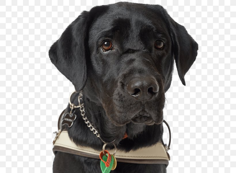 Labrador Retriever Dog Breed Guide Dog Dog Collar Black Dog, PNG, 600x600px, Labrador Retriever, Black Dog, Breed, Collar, Dog Download Free