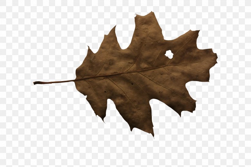 Leaf Autumn Download, PNG, 2600x1733px, Leaf, Autumn, Jpeg Network Graphics, Pixel, Plant Download Free