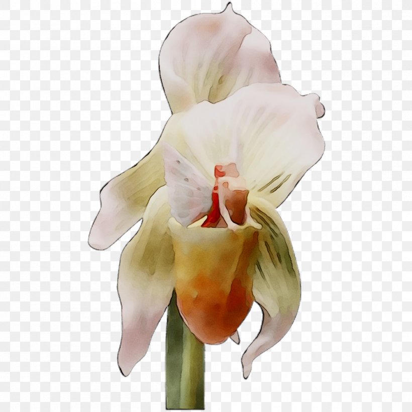 Moth Orchids Cattleya Orchids Cut Flowers, PNG, 999x999px, Moth Orchids, Cattleya, Cattleya Orchids, Cut Flowers, Cypripedium Download Free