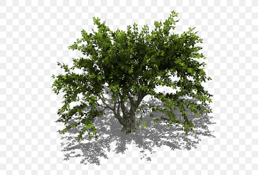 Oak Branch Tree Shrub, PNG, 602x556px, Oak, Branch, Gum Trees, Leaf, Plane Tree Family Download Free