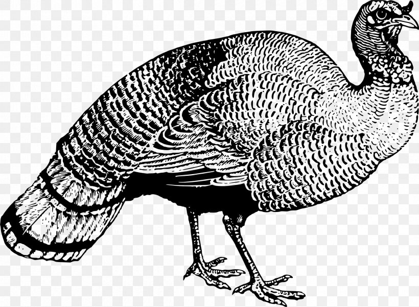 Turkey Fowl Clip Art, PNG, 2400x1761px, Turkey, Animal, Beak, Bird, Black And White Download Free