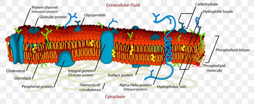 Cell Membrane Biological Membrane Lipid Bilayer Fluid Mosaic Model, PNG, 1280x527px, Cell Membrane, Biological Membrane, Biology, Cell, Cell Biology Download Free