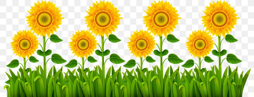 Common Sunflower Plant Euclidean Vector, PNG, 800x315px, Common Sunflower, Cut Flowers, Daisy, Daisy Family, Floristry Download Free