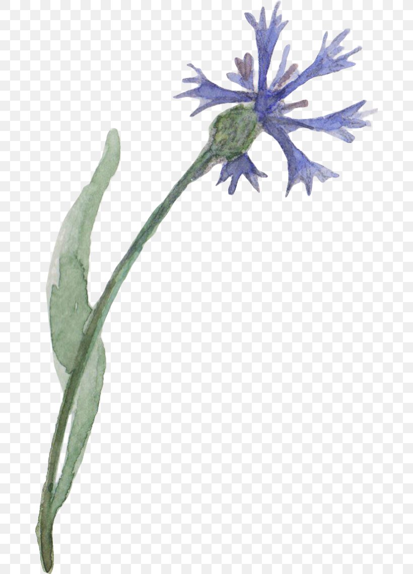 Drawing Watercolor Painting Flower Blue, PNG, 680x1140px, Drawing, Blue, Branch, Chicory, Flora Download Free