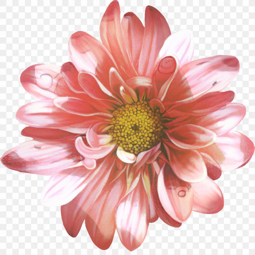 Flowers Background, PNG, 900x900px, Chrysanthemum, Aster, Asterales, Barberton Daisy, Cut Flowers Download Free