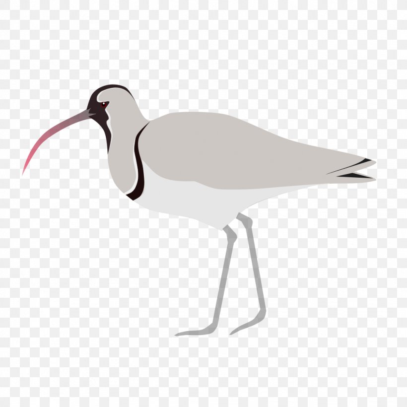 Ibisbill Bird Wader Beak, PNG, 1024x1024px, Ibisbill, Avocet, Beak, Bird, Charadriiformes Download Free