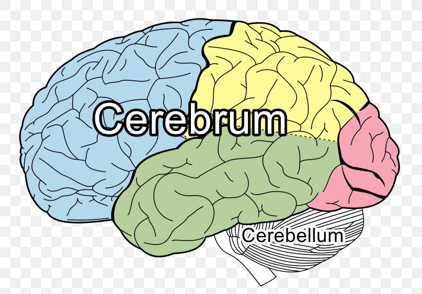 Lobes Of The Brain Frontal Lobe Parietal Lobe Occipital Lobe, PNG, 800x571px, Watercolor, Cartoon, Flower, Frame, Heart Download Free