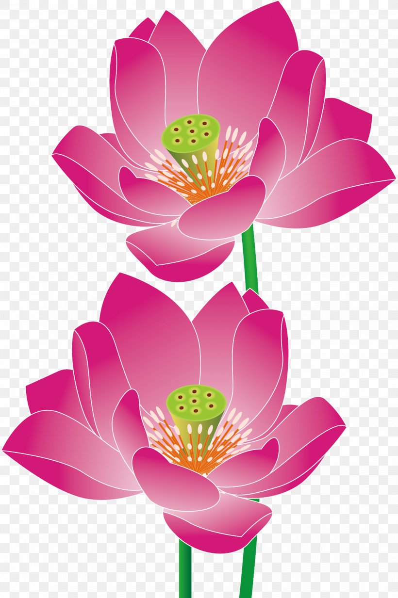 Nelumbo Nucifera Euclidean Vector, PNG, 2262x3404px, Nelumbo Nucifera, Aquatic Plant, Artworks, Blossom, Dahlia Download Free