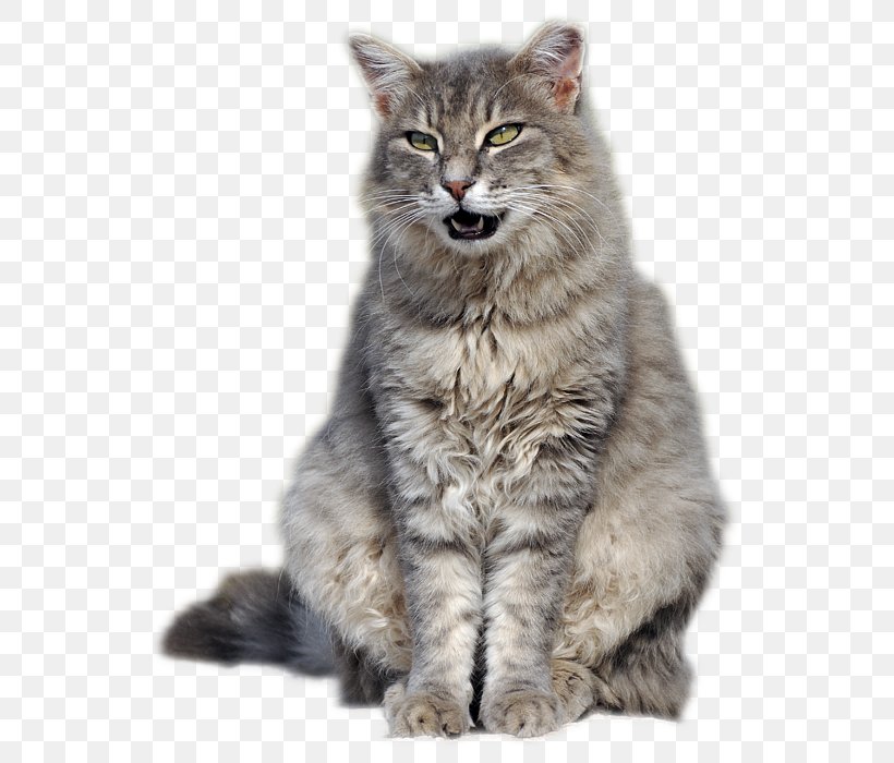 Siberian Cat Nebelung Maine Coon Pixie-bob Norwegian Forest Cat, PNG, 574x700px, Siberian Cat, Asian Semi Longhair, Asian Semilonghair, Carnivoran, Cat Download Free