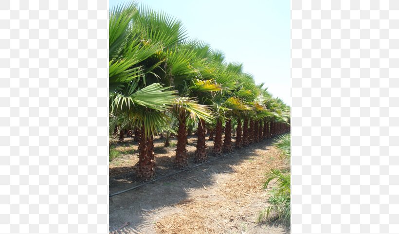 Anacahuita Coconut Ehretia Anacua Arecaceae Evergreen, PNG, 640x481px, Coconut, Acacia, Arecaceae, Arecales, Date Palm Download Free