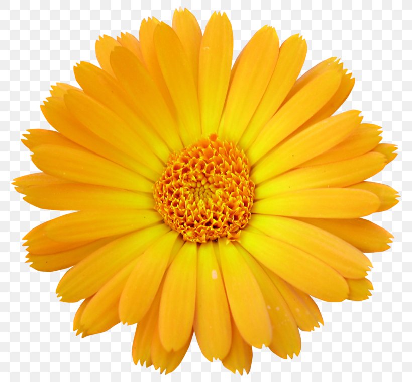 Cut Flowers Transvaal Daisy Clip Art, PNG, 800x759px, Cut Flowers, Annual Plant, Calendula, Chrysanths, Daisy Download Free