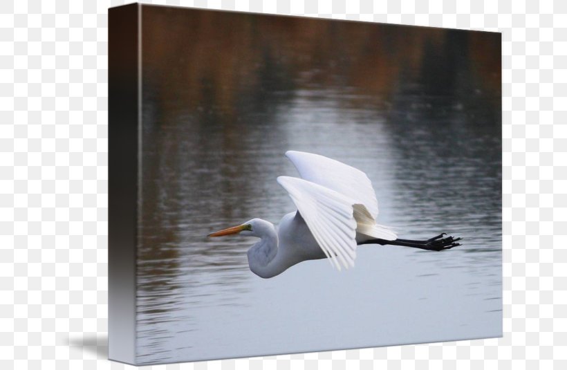 Cygnini Egret Beak Feather, PNG, 650x535px, Cygnini, Beak, Bird, Ducks Geese And Swans, Egret Download Free