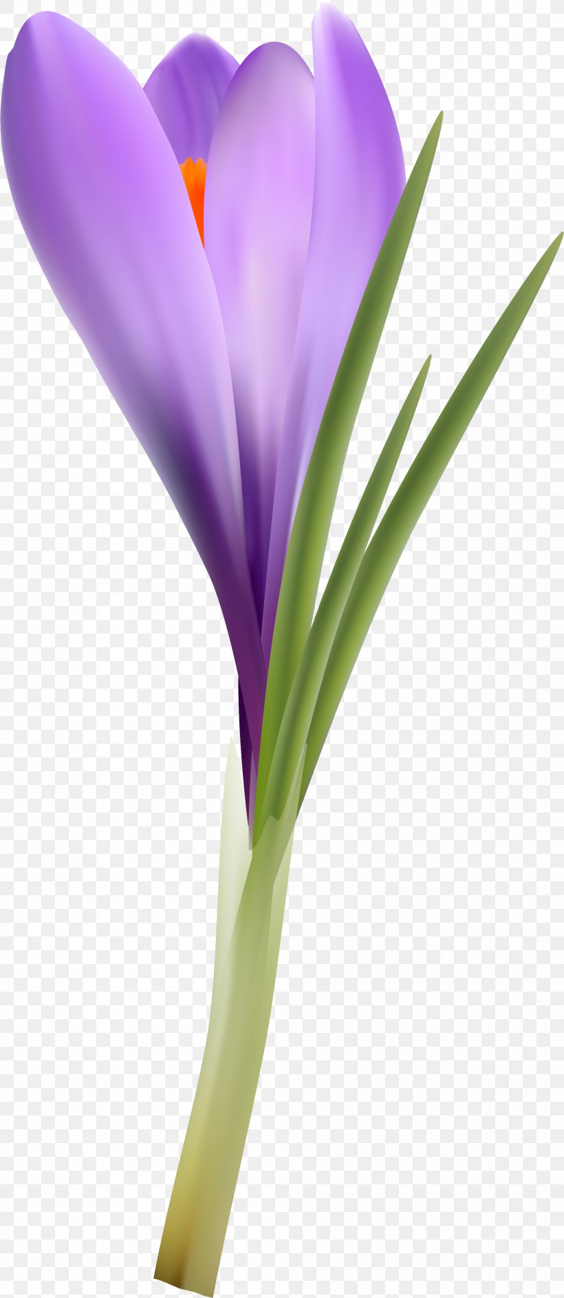 Flowering Plant Violet Lilac Purple Lavender, PNG, 2007x4615px, Flowering Plant, Crocus, Family, Flower, Iridaceae Download Free
