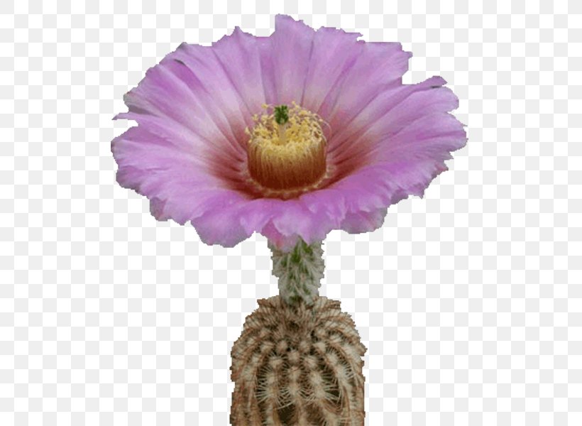 Hedgehog Cacti Cactus Flowers Plant Echinocereus, PNG, 600x600px, Hedgehog Cacti, Annual Plant, Aster, Beach Rose, Cactaceae Download Free
