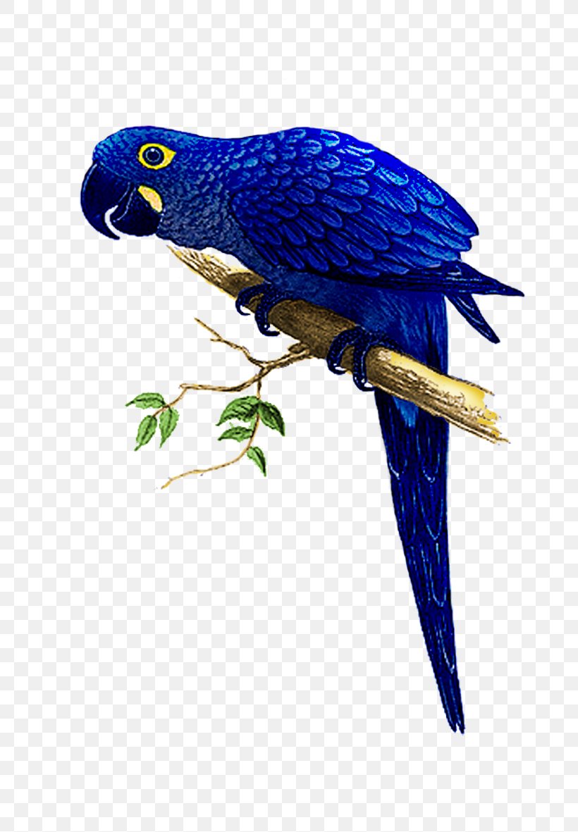 Hyacinth Macaw The Speaking Parrots: A Scientific Manual Bird, PNG, 785x1181px, Macaw, Beak, Bird, Blueandyellow Macaw, Cobalt Blue Download Free