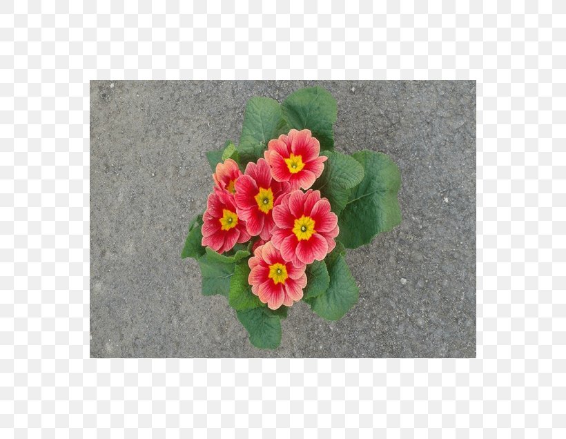 Primrose Mallows Flowerpot Violet, PNG, 560x636px, Primrose, Annual Plant, Family, Flower, Flowering Plant Download Free