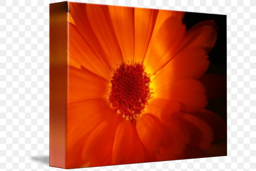 Transvaal Daisy Desktop Wallpaper Close-up Computer Dahlia, PNG, 650x547px, Transvaal Daisy, Calendula, Closeup, Computer, Dahlia Download Free