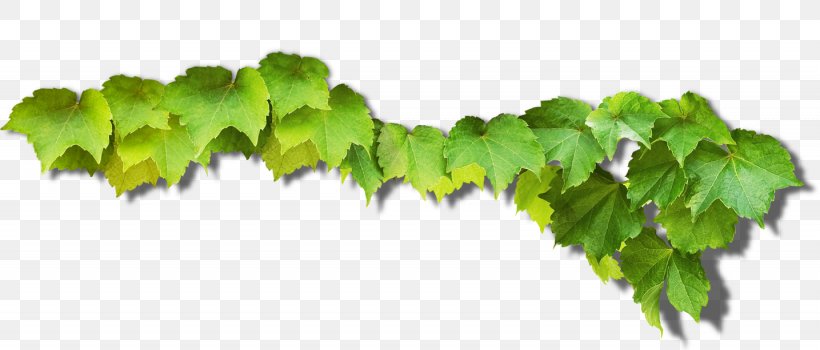 Common Grape Vine Green Grape Leaves, PNG, 1435x613px, Common Grape Vine, Google Images, Grape, Grape Leaves, Grapevine Family Download Free